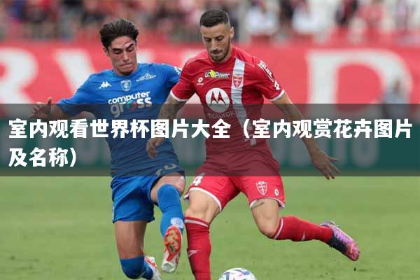 室内观看世界杯图片大全（室内观赏花卉图片及名称）